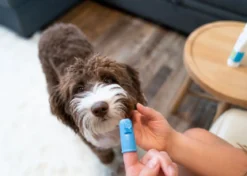 OxyFresh Pet Dental Kit (Dieren)