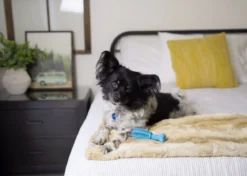 OxyFresh Ultimate Dental Chew Toy
